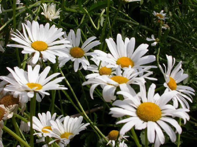 Leucanthemum vulgare 'Meikoningin'
