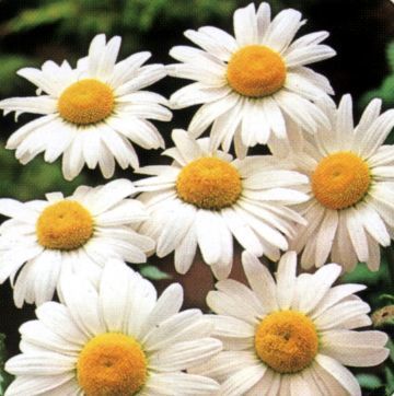 Leucanthemum vulgare 'Meikoningin'
