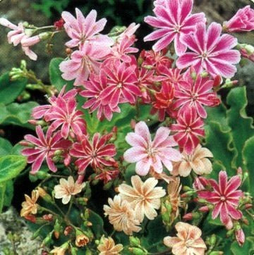 Lewisia cotyledon-Hybr. 'Mixture'