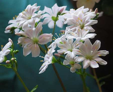 Lewisia cotyledon-Hybr. 'Mixture'