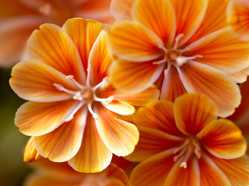 Lewisia cotyledon-Hybr. 'Mixture'