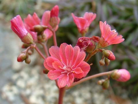 Lewisia cotyledon-Hybr. 'Mixture'