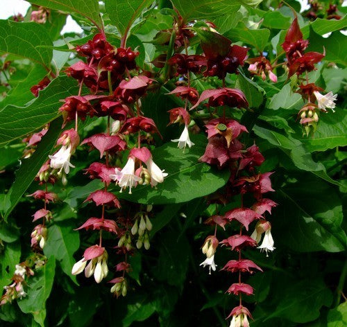 Leycesteria formosa