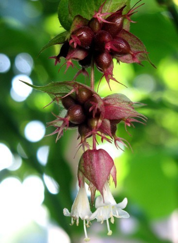 Leycesteria formosa