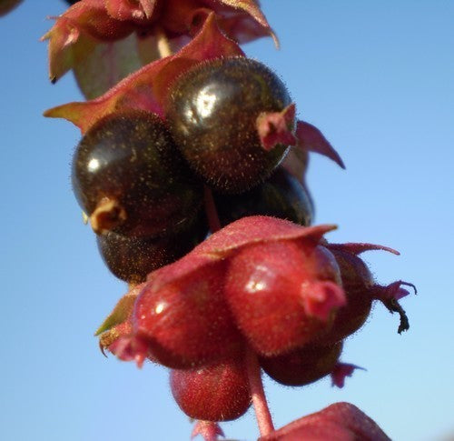 Leycesteria formosa