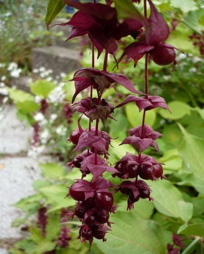 Leycesteria formosa