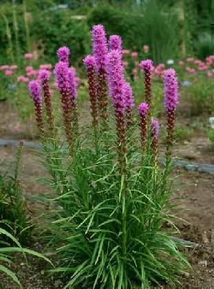 Liatris spicata 'Rosy Purple' / 'Kobold'