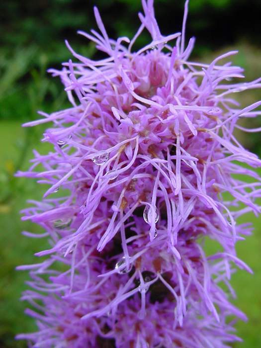 Liatris spicata 'Rosy Purple' / 'Kobold'