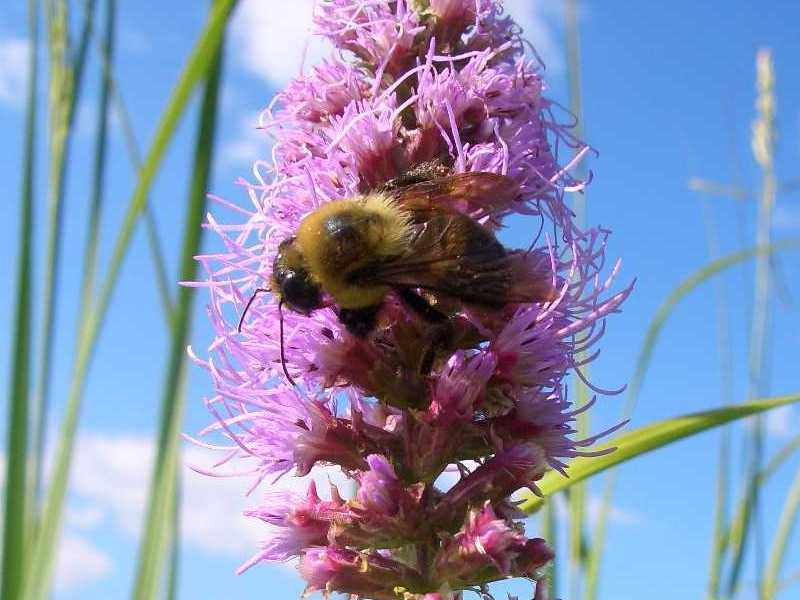 Liatris spicata 'Rosy Purple' / 'Kobold'