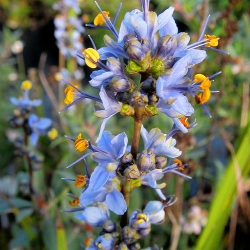 Libertia sessiliflora