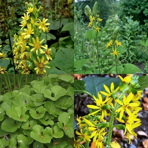 Ligularia fischeri 'Cheju Charmer'S Children''