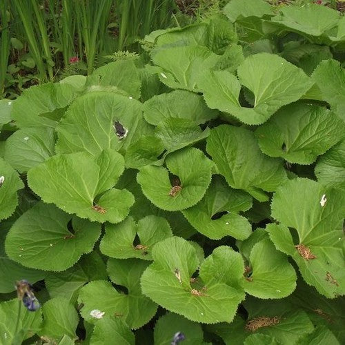 Ligularia fischeri 'Cheju Charmer'S Children''