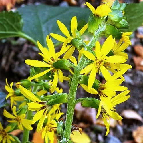 Ligularia fischeri 'Cheju Charmer'S Children''