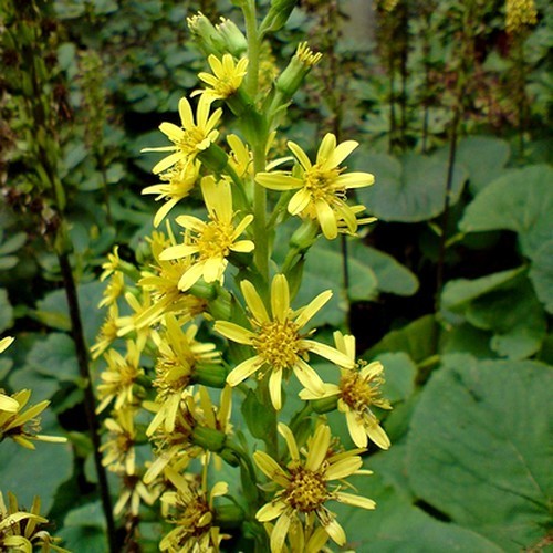 Ligularia fischeri 'Cheju Charmer'S Children''