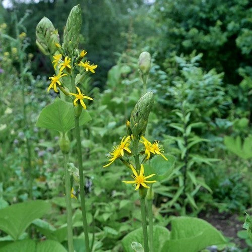 Ligularia fischeri 'Cheju Charmer'S Children''