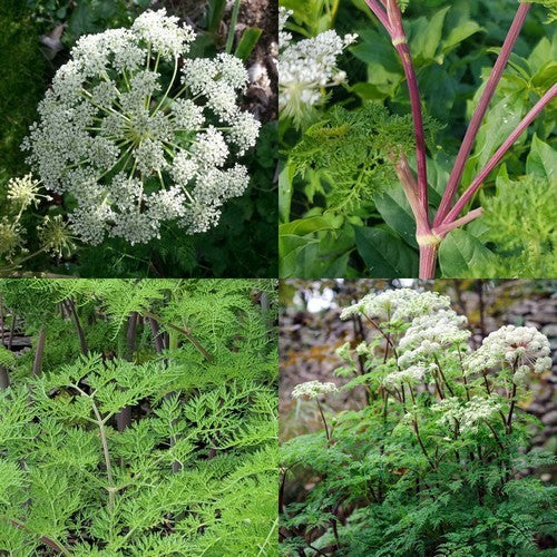 Ligusticopsis walliChiana