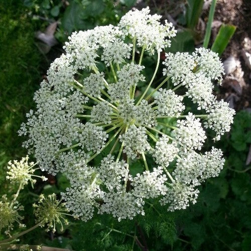 Ligusticopsis walliChiana