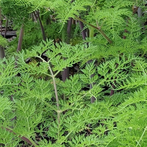 Ligusticopsis walliChiana