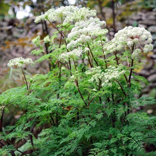 Ligusticopsis walliChiana
