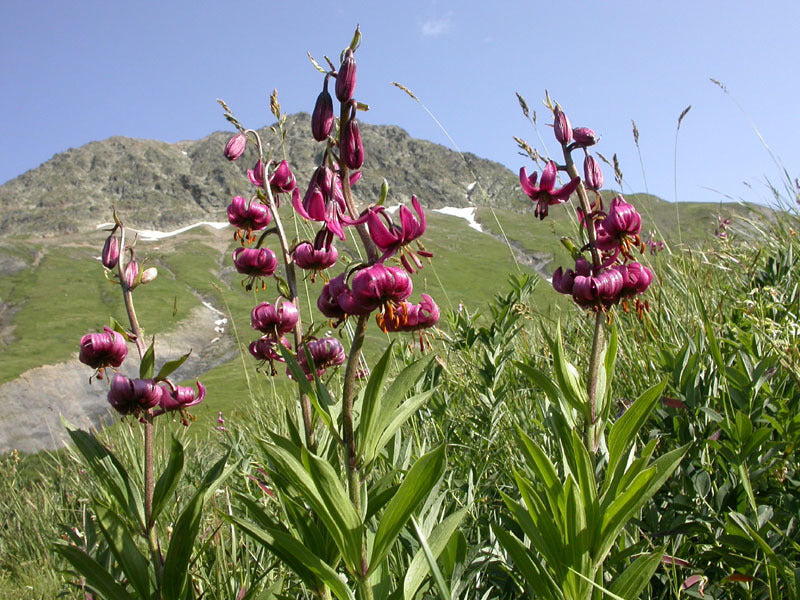 Lilium martagon