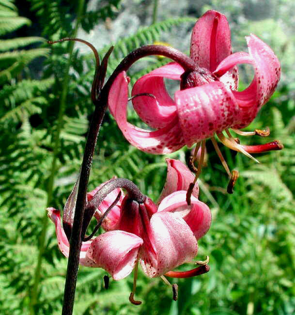 Lilium martagon