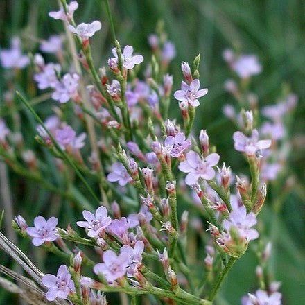 Limonium bellidifolium