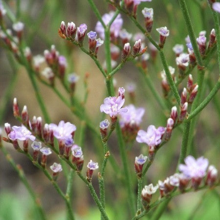 Limonium bellidifolium