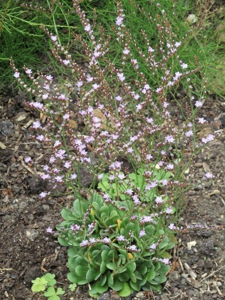 Limonium bellidifolium