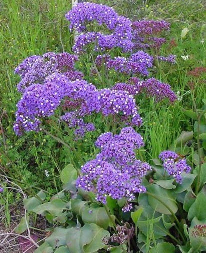 Limonium perezii 'Lavendelblau'