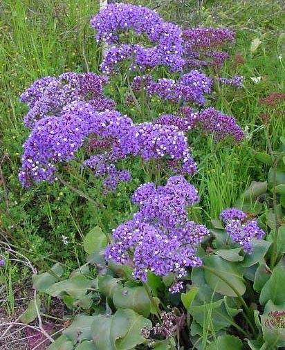 Limonium perezii 'Lavendelblau'