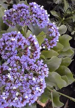 Limonium perezii 'Lavendelblau'