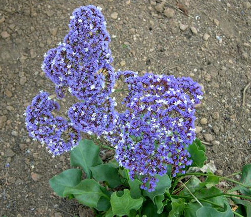 Limonium perezii 'Lavendelblau'