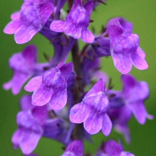 Linaria purpurea