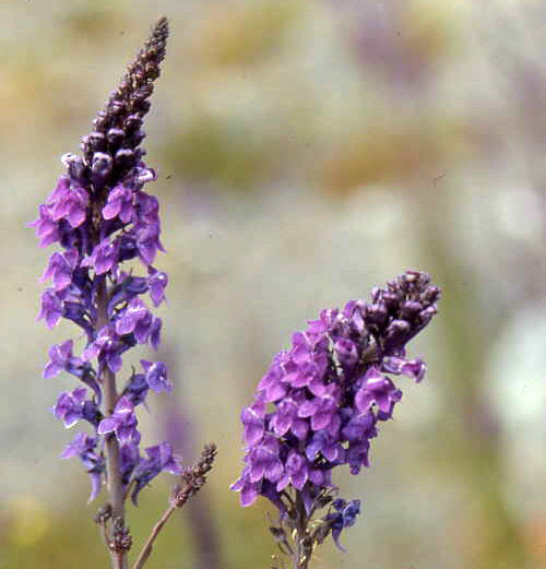Linaria purpurea