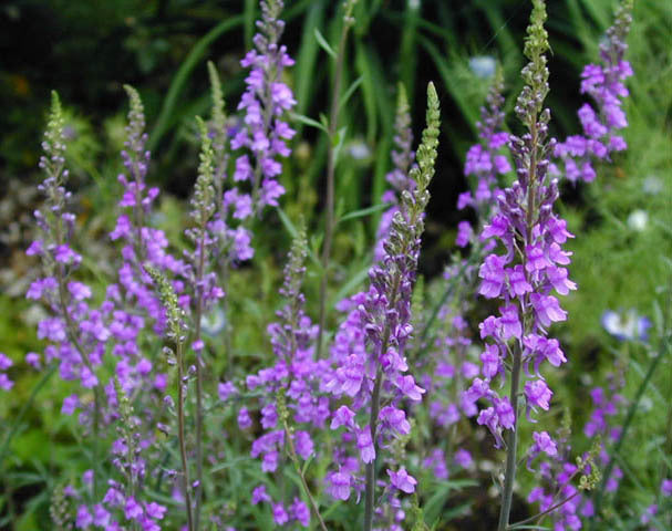 Linaria purpurea
