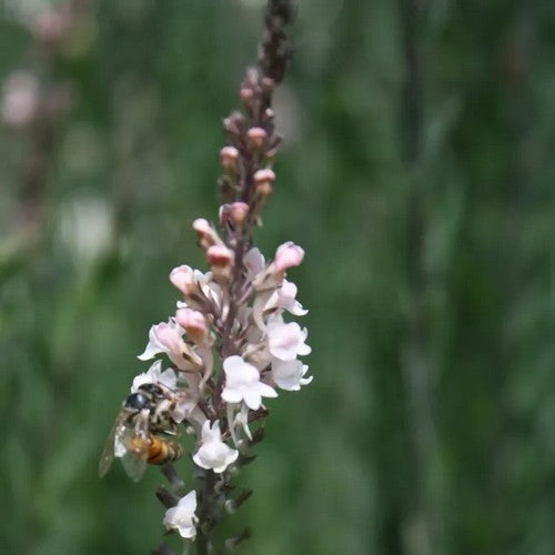 Linaria purpurea 'Canon Went'