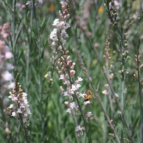 Linaria purpurea 'Canon Went'