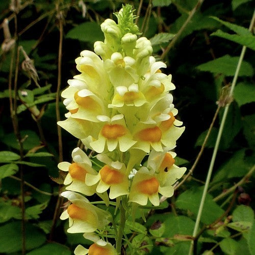 Linaria vulgaris
