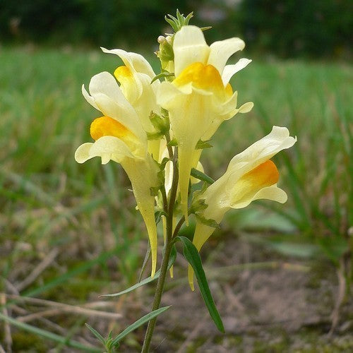 Linaria vulgaris