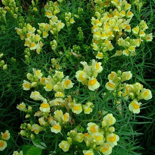 Linaria vulgaris