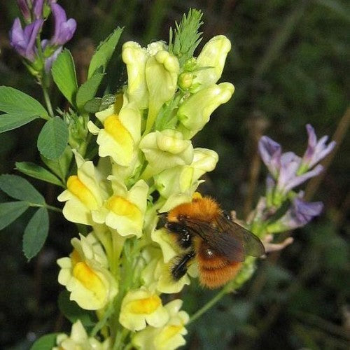 Linaria vulgaris