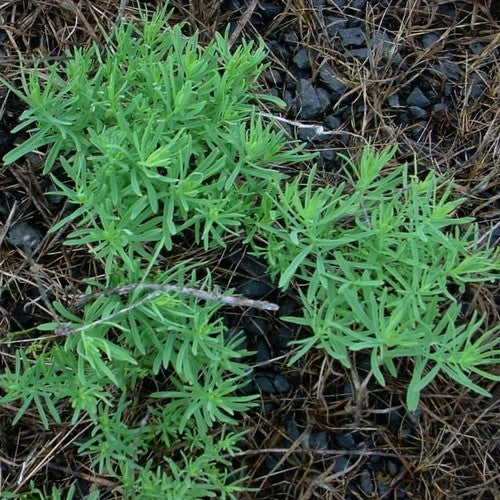 Linaria vulgaris