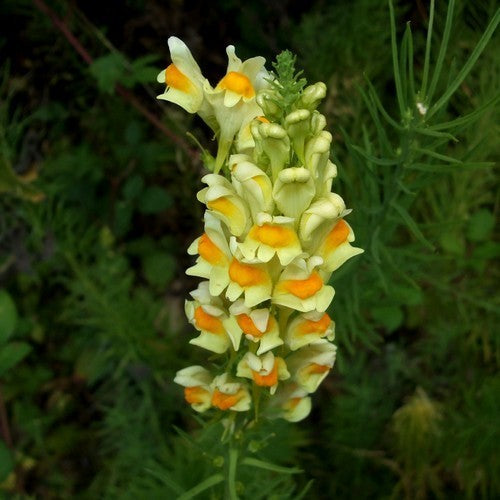 Linaria vulgaris