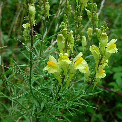 Linaria vulgaris