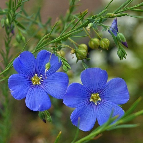 Linum perenne 'Firmament'