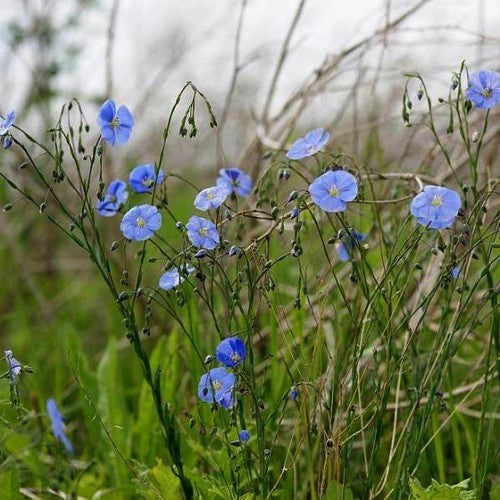 Linum perenne 'Firmament'