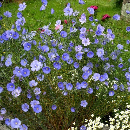 Linum perenne 'Firmament'