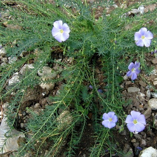 Linum perenne 'Firmament'