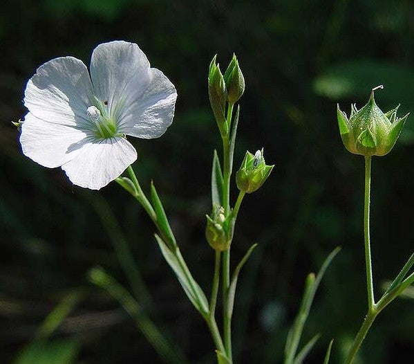 Linum perenne 'Album'
