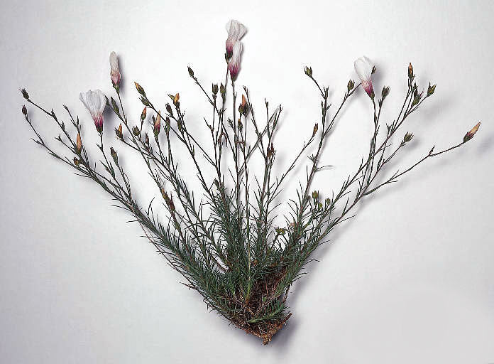 Linum perenne 'Album'